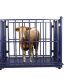 Animal Cow Weight Scale (TF-1230-2T)
