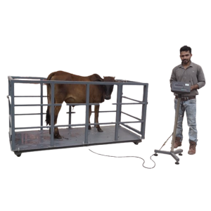 গরু মাপার স্কেল